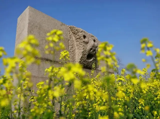 Discoger Majiabang Rapeseed Flowers
