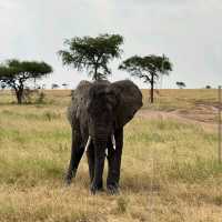 Serengeti National Park, Tanzania – Witness the Great Migration Responsibly