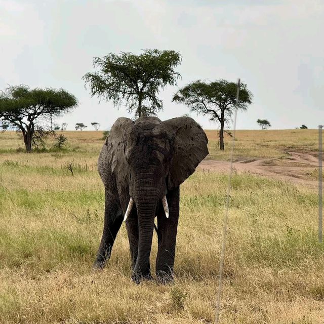 Serengeti National Park, Tanzania – Witness the Great Migration Responsibly