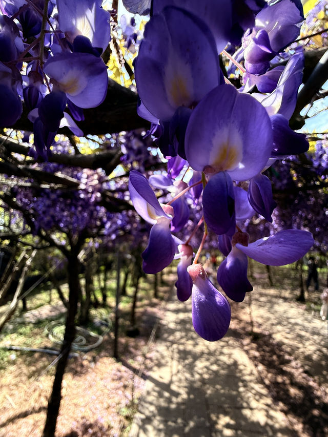 淡水｜紫色浪漫來襲 紫藤花園日本紫藤賞花期只有兩周