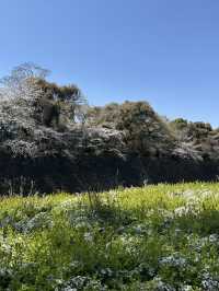 追到名古屋城櫻花