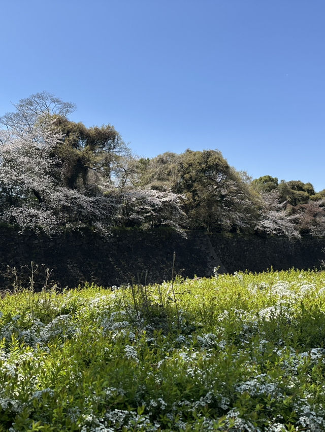 追到名古屋城櫻花
