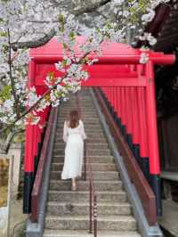 和歌山 ❤︎ 近畿で1番早い開花宣言 🌸
