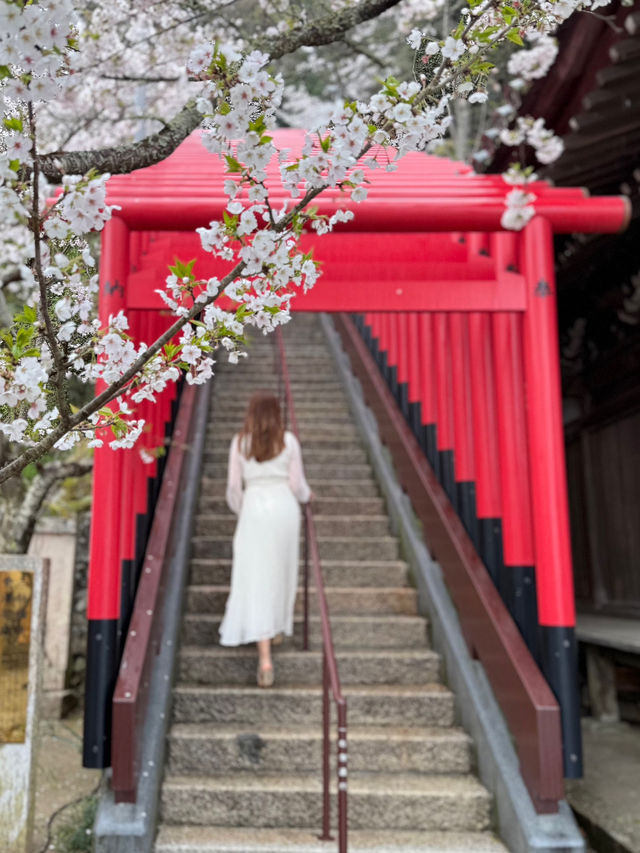 和歌山 ❤︎ 近畿で1番早い開花宣言 🌸