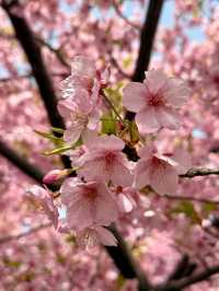 京都河津賞櫻🌸之旅🩵
