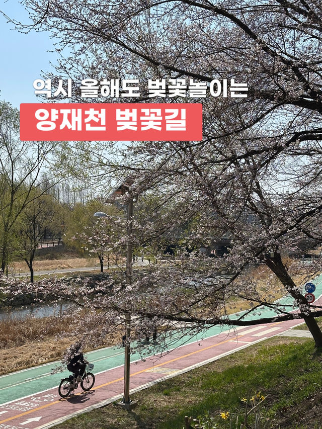역시 올해도 벚꽃놀이는 이곳에서🌸 양재천 벚꽃길