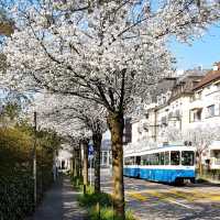 🌸 & Bliss at Idaplatz!Sakura Dreams in the Heart of the City