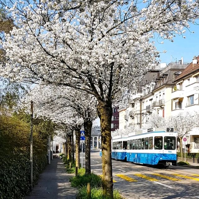 🌸 & Bliss at Idaplatz!Sakura Dreams in the Heart of the City
