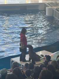 Where the Sea Comes Alive: Exploring Aqua World Oarai