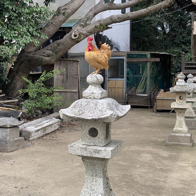【山口県下関市長府🇯🇵忌宮神社】長府の中心に佇む歴史ある神社⛩️