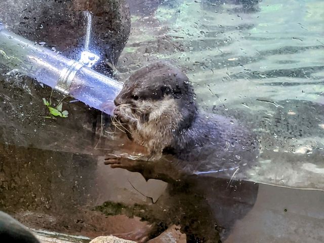 【伊豆】伊豆シャボテン動物公園で動物とサボテンと触れ合う