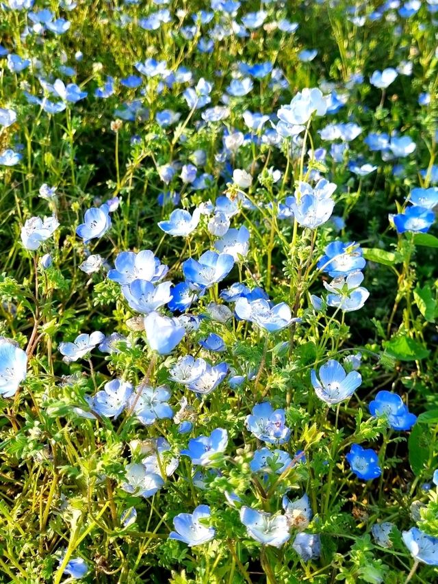 BLUE NEMOPHILAS AT HITACHI SEASIDE PARK, IBARAKI