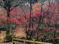 色づく自然アート！秋の芸術の森へ