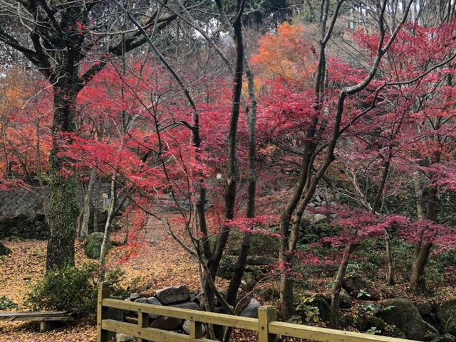 色づく自然アート！秋の芸術の森へ