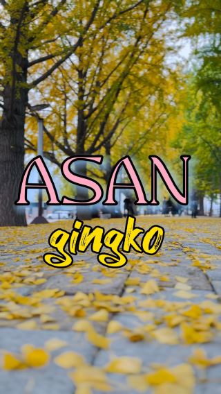 AUTUMN Destination with a beautiful colorful Gingko Trees