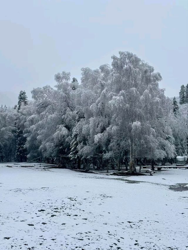 Snow-Kissed Hemu: A Hidden Gem in Xinjiang