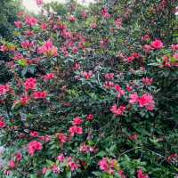 一抹山林紅：獅仔頭山春日金毛杜鵑花季