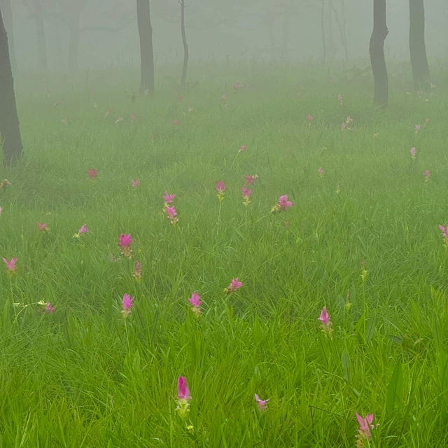 ทุ่งดอกกระเจียวกลางสายหมอก ฟีลเกาหลีมากกก 🌷🫶🏻