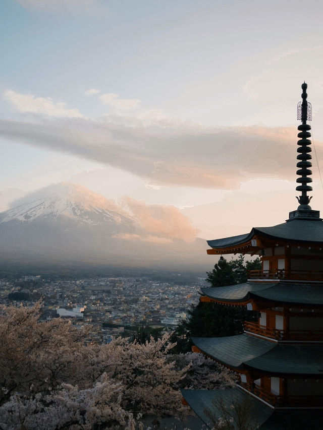 mountaim fuji with cherry blossom season 