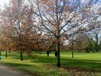 Experience the Best of London in Hyde Park's Scenic Surroundings
