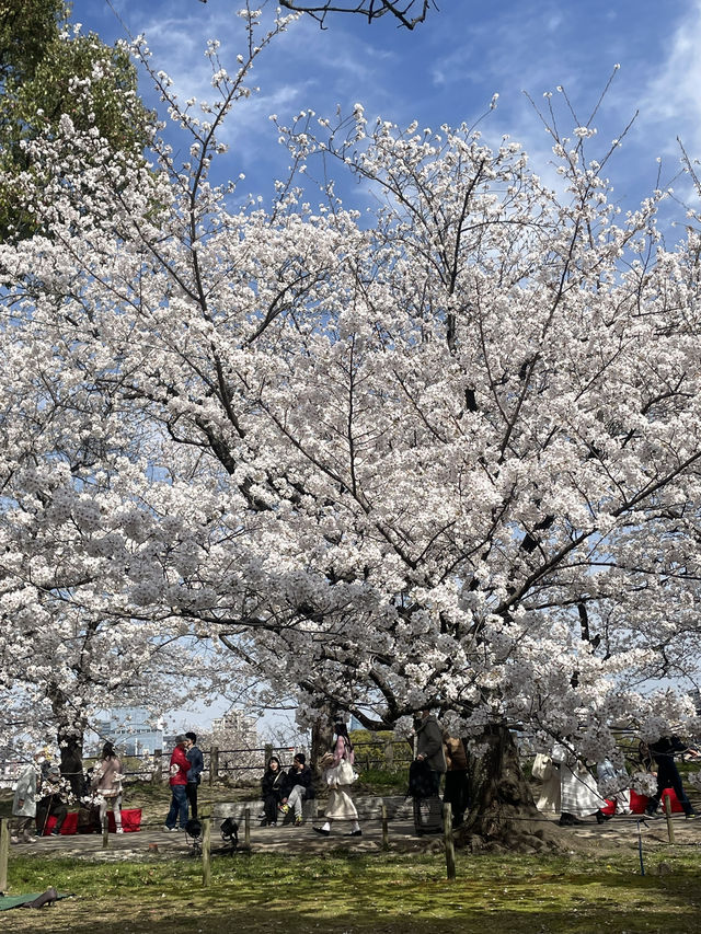 福岡櫻花富翁