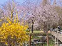 Chasing Sakura at Incheon Grand Park