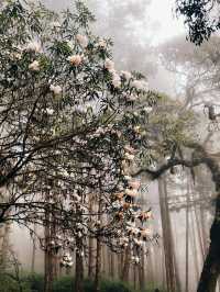 “Alishan Cherry Blossoms: A Mountain Wonderland in Full Bloom”