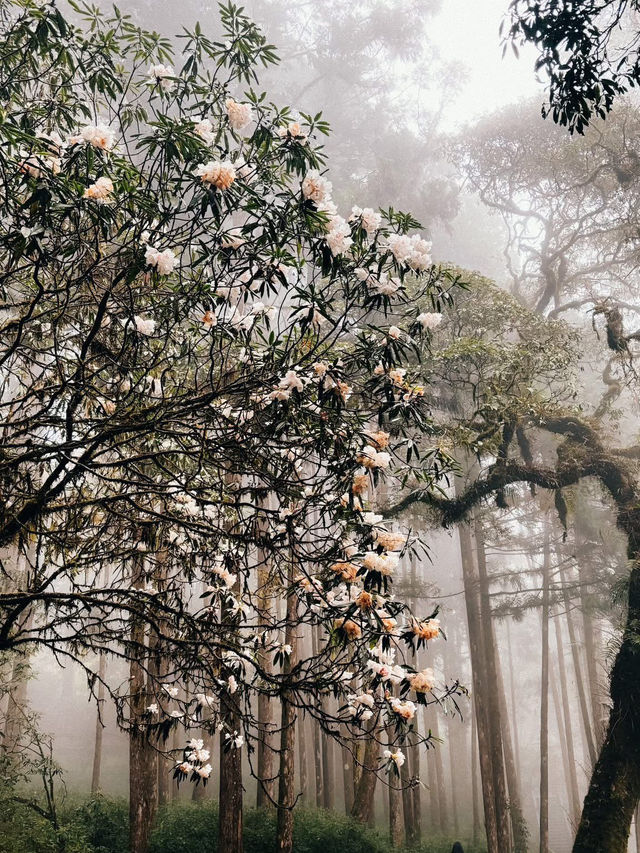 “Alishan Cherry Blossoms: A Mountain Wonderland in Full Bloom”
