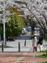 “Blossom Trails of Gwangju’s Charming Streets”