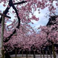 Miyajidake Shrine Cherry Blossoms– Fukuoka’s Sunset Sakura Spectacle