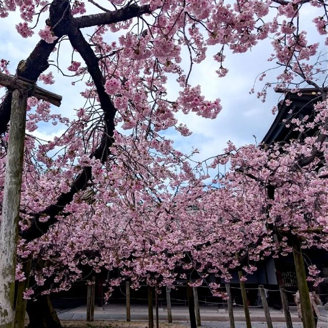 Miyajidake Shrine Cherry Blossoms– Fukuoka’s Sunset Sakura Spectacle