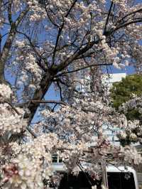 🌸Hidden Cherry Blossom Spot in Osaka | Sakura Tunnel at Morinomiya Station🌸