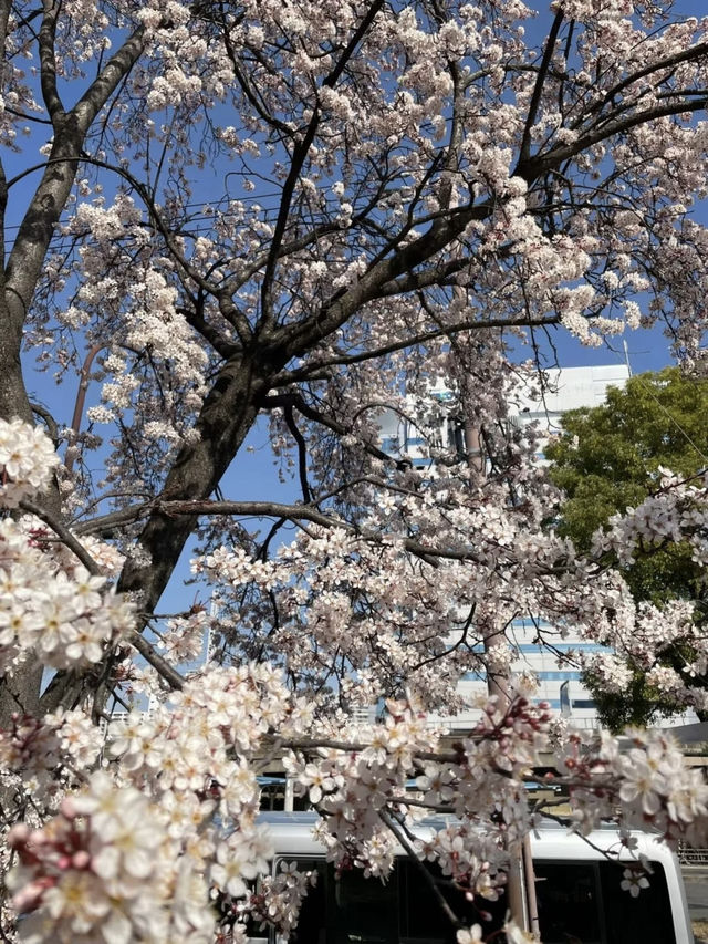 🌸Hidden Cherry Blossom Spot in Osaka | Sakura Tunnel at Morinomiya Station🌸