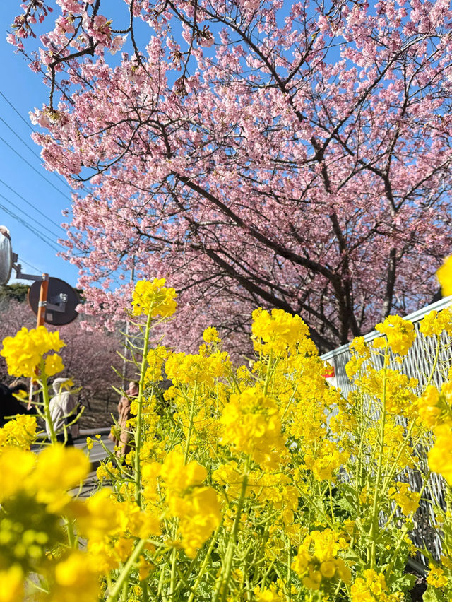 🌸 Miura Kaigan Cherry Blossoms Are Almost in Full Bloom — Don’t Miss It!