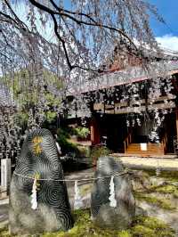Kyoto's Honman-ji Temple: A Hidden Gem for Weeping Cherry Blossoms