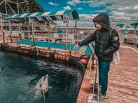 Swim with Dolphins in Kyushu: A One-Day Escape to Youra, Tsukumi