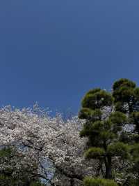 一個人悠閑賞櫻🌸 