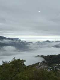 🌿阿里山上的一口靜心茶｜佐一茶屋，藏在雲霧裡的日式秘境 