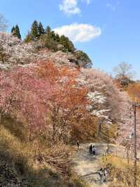 Kikusui Ryokan, Yoshino Mountain 
