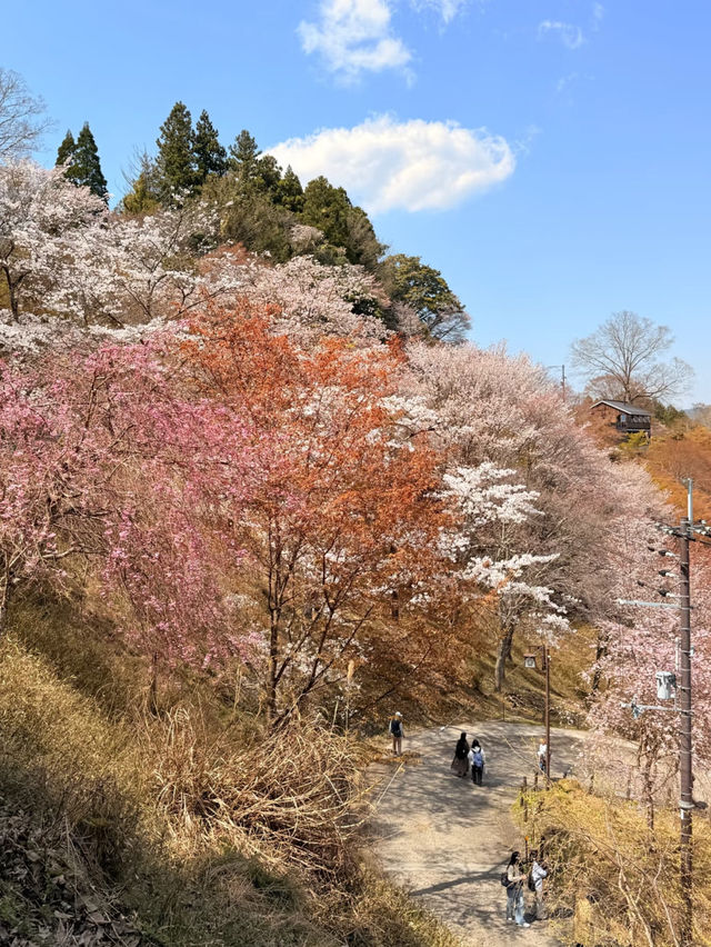 Kikusui Ryokan, Yoshino Mountain 
