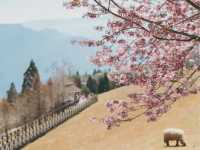 Cingjing Farm Cherry Blossoms: A Floral Fairytale in Taiwan’s Highlands