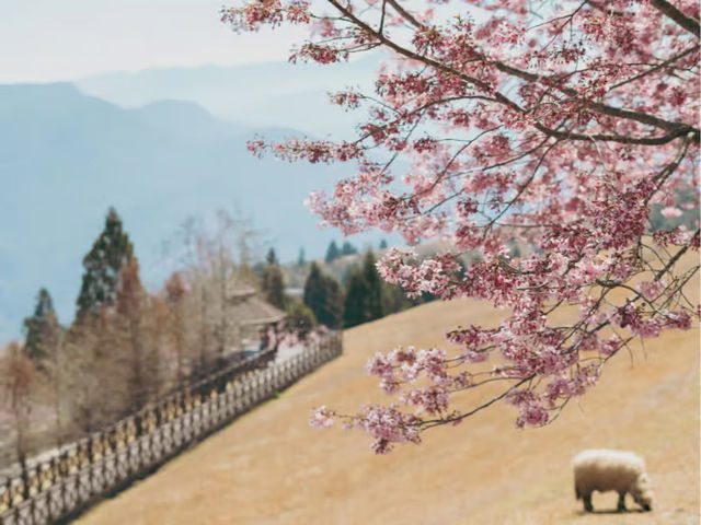 Cingjing Farm Cherry Blossoms: A Floral Fairytale in Taiwan’s Highlands