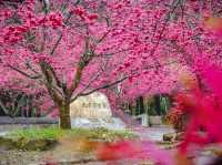 Formosan Aboriginal Culture Village Cherry Blossoms