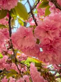 Hangang Park: Amazing Cherry Blossoms