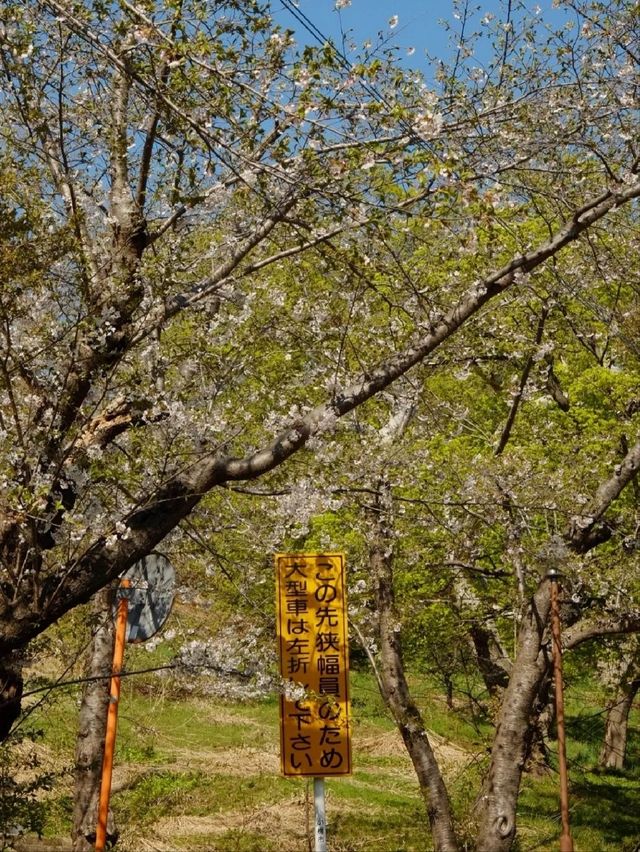 Temiya Park Sakura | Otaru's Seaside Cherry Blossom Haven