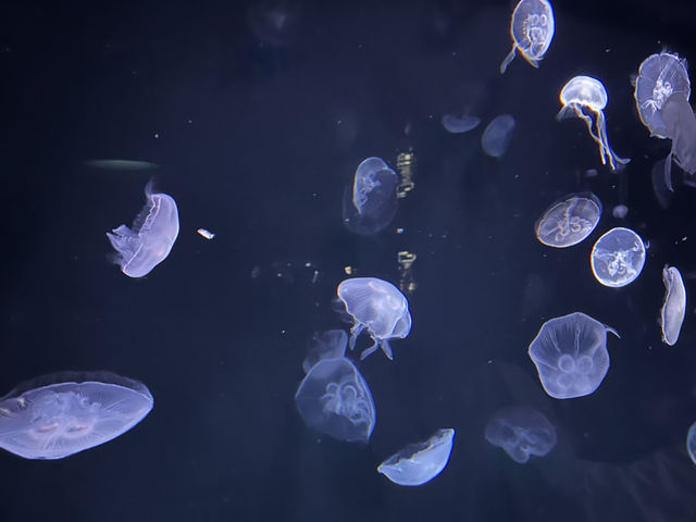 空飛ぶアシカ！？サンシャイン水族館@池袋🦭