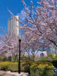 Dalian Flower Viewing Today｜Spring’s Serenity Returns Beneath the Sakura Trees 🌸