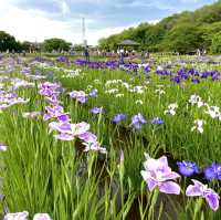 【東京×東村山】600種8千株の花菖蒲が咲き乱れる東村山の一大イベント
