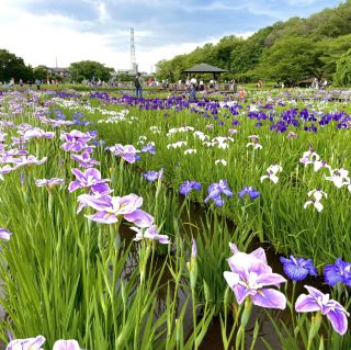 【Tokyo × Higashimurayama】A major event in Higashimurayama where 600 varieties and 8,000 plants of iris flowers bloom in full glory