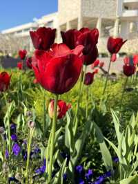🌳 The Getty Garden, 예술과 자연의 조화!